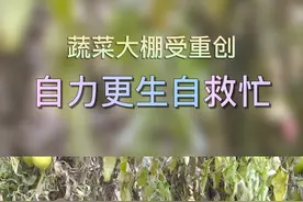 蔬菜大鹏受重创自力更生自救忙#柳林融媒 @DOU+小助手 视频封面