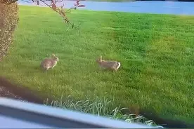 为什么兔子会彼此跳过对方？ #内容启发搜索视频封面