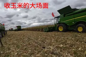 见识一下黑龙江万亩良田玉米开始收割，今年粮食不值钱啥都不好干视频封面