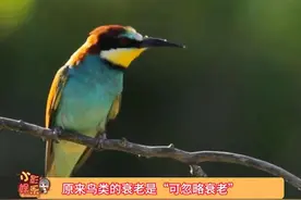 原来鸟类的衰老是“可忽略衰老”就好比你一直保持着18岁健康、活力、美丽的身体，活到了80岁，然后突然噶了！#鸟类 #冷知识  #神奇动物在抖音 #自然科普 #可忽略衰老视频封面