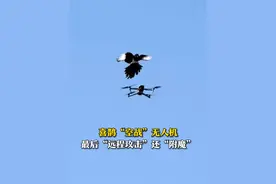 4月6日（采访），山东菏泽，王先生飞无人机的时候，被喜鹊“空袭”。无人机降落后，发现被“远程攻击”。视频封面