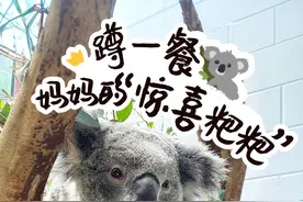 十大动物冷知识，最后一个真的冷到我了…  #头条讲真的 #原来小考拉是吃粑粑长大的