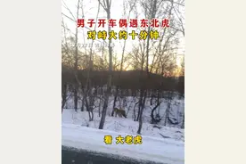 12月27日 #吉林珲春  真虎视眈眈！男子开车偶遇东北虎，对峙大约十分钟#野生动物零距离 #当东北人遇上东北虎视频封面
