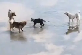 男子飞无人机偶然拍到猫被三狗围攻，果断开车前往救助，在小猫心里你就是它的盖世英雄！视频封面