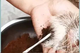雄麝体内有浓烈香气的分泌物，麝香 雄麝体内有浓烈香气的分泌物，麝香#有趣的冷知识 #科普 #麝香 视频封面