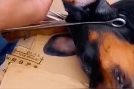 杜宾犬为什么要剪耳断尾 #萌宠出道计划 #杜宾 #护卫三剑客 #护卫犬