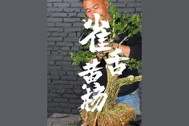 雀舌黄杨造型 挑战帮粉丝造型100棵盆景，今天是第8棵！ #盆景 #黄杨  #盆景制作视频封面