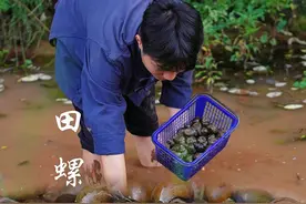 跟鸡蛋一样大的田螺，捡回来做成美味的田螺酿 #田螺酿 #农村美食 #乡村生活家 #新农人计划2024 #田螺