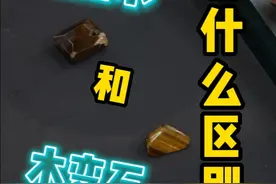 看过来！ #木变石 和 #硅化木这么区分！视频封面
