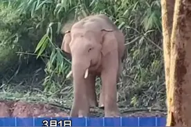 云南街上跑大象这事真解释不清了！网友在路边偶遇大象溜街，大象：我是出来赶街的～#有一种叫云南的生活 #美好生活在云南 #旅居云南样样好 #动物视频封面