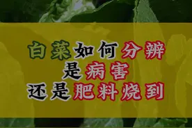 白菜叶片出现斑点，应该如何判断是病害还是肥害 #来抖音学农技 #抖音助农 #新农人计划2024 #作丰客黄孃孃 #作丰客视频封面