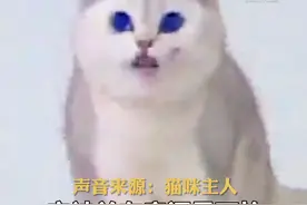 近日，浙江杭州。主人怕猫咪孤单，特意买了个移动摄像机陪它玩，不料却拍下了猫咪从早偷到晚的全部证据，网友：看这熟练的程度，一看就是惯犯！#萌宠视频封面