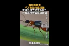 遇到隐翅虫千万别拍打或揉搓正确处理方式怎么做？一起来听听医生怎么说视频封面