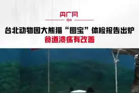 台北动物园大熊猫“圆宝”体检报告出炉：食道溃疡有改善视频封面