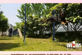 4月22日，#重庆专访  万州区公安局刑警支队警犬大队副大队长付屹，将“小奶狗”训练成威猛警犬，他的秘诀有这些。#重庆dou知道 视频封面