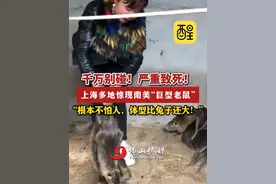 千万别碰！严重致死！上海多地惊现南美“巨型老鼠”！“根本不怕人，体型比兔子还大！”（编辑：王慧君；责编：黄燕飞；素材来源：滁州市广播电视台）#老鼠  #疫情  #健康科普  #老百姓关心的话题  #上海  有这些症状要警惕诺如病毒视频封面