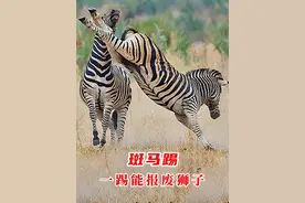 恐怖的斑马踢，一脚1360公斤力道！能把狮子给踢报废！ #斑马视频封面