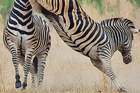 恐怖的斑马踢，一脚1360公斤力道！能把狮子给踢报废！ #斑马视频封面