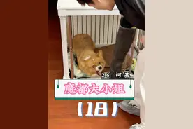 非专业人士请勿模仿 #柯基 #训犬 #宠瑞澌伴侣犬行为调整中心视频封面