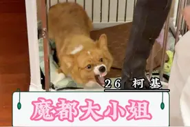 非专业人士请勿模仿 #柯基 #训犬 #宠瑞澌伴侣犬行为调整中心视频封面