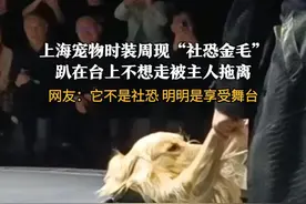上海宠物时装周 #社恐金毛趴台上不想走被主人拖离  网友：它不是社恐 明明是享受舞台#金毛 #宠物 #狗狗视频封面