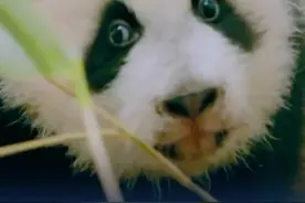 【#在比利时出生的小可爱即将回到中国 →】据中央广播电视总台10日消息，在比利时天堂动物园出生的三只大熊猫将被送回中国。这三只大熊猫“天宝”“宝弟”和“宝妹”深受当地民众喜爱。它们将要回国，当地人民依依不舍。（央视新闻）视频封面