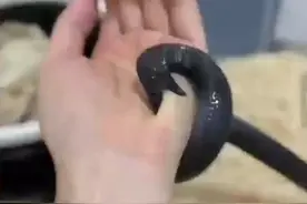 深圳一异宠博主遭黑王蛇咬住数秒，淡定保持手部动作等蛇平静，当事人：黑王蛇无毒 比较敏感，提醒大家别为了一时冲动养蛇（百姓关注）#大象主播说