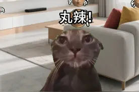 当房间出现了耄耋蜘蛛时 #猫meme #耄耋猫 #耄耋蜘蛛 #猫meme日常视频封面