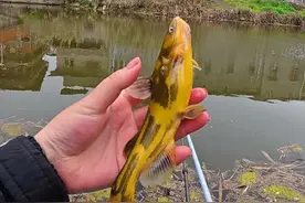 探钓钓友的老钓位，也算是满载而归啦~ #2025dou来钓鱼 #原来钓鱼才是抖音运动顶流 #钓鱼的乐趣只有钓鱼人懂 #dou是钓鱼人 #老坛甜薯