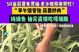 4月17日（采访），河南开封杞县，50亩蒜薹免费抽，老乡喊你来帮忙！ “早午饭管饱，蒜薹炒肉” ， 纯绿色，抽完直接吃，嘎嘣脆。 #媒体精选计划  #中国节气谷雨篇  #不一样的中国节气