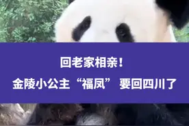 回老家相亲！金陵小公主“福凤” 要回四川了#大熊猫 #四川 #权威解读