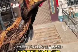 河南一男子养长尾鸡，外形酷似凤凰，主人：尾巴是自然生长的，网友：展翅凤凰落地鸡（视频：@小鸟不会飞 ）视频封面