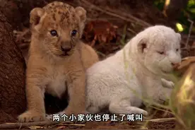 白色狮子的坎坷前半生！视频封面