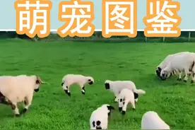 瓦莱黑鼻羊，一种最不要脸的动物。
#萌宠成精了 #萌宠出道计划 #奇异动物召集令 #科普 #动物的迷惑行为 #神奇动物在抖音 #萌宠 #万物皆有灵性 视频封面