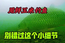 用鲜玉米钓鱼，容易被忽视的小细节，让你错过了爆护时刻视频封面