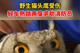 据中国消防3月29日消息，近日黑龙江穆棱一只野生猫头鹰受伤，轻车熟路两度求助消防员视频封面