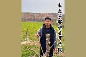 车厘子哪些省可以种植哪些不可以！ #三农 #果树种植 #车厘子树苗 #车厘子种植 #打造百果园