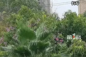 9月6日，#重庆多地出现强对流天气和分散雷阵雨  ，据气象专家介绍，今天天气的变化与台风“摩羯”有关。#重庆dou知道  #烟火山城视频封面