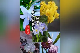 种花不如种药材，把自己的花园打造成中草药花园#种植小技巧#植物科普#三农#内容启发搜索#我的乡村生活