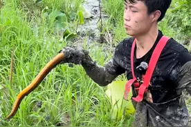花两百块挑战抓一个小时的鳝鱼，今天的收获究竟如何？ #三农 #农村生活 #户外 #新农人计划2025