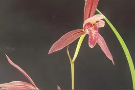 兰叶黑斑是什么原因？ #兰花种植基地 #兰花 #兰花日常管理 #种植小技巧 #种植基地 @抖音知识 @抖音 @抖音热点宝视频封面