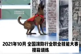 搜救犬努力的叫声，代表着生的希望。#感动 