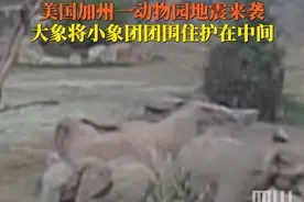 当地时间4月14日，美国加利福尼亚州发生5.2级地震，在圣迭戈动物园，#地震来袭大象围成圈护住小象  成年象还不停用鼻子安抚另一头未进入保护圈中的小象。视频封面