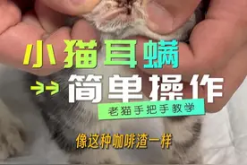 猫咪耳螨处理详细教程 #老猫说喵 #宠物护理 #宠物知识 #耳螨 #萌宠微笑