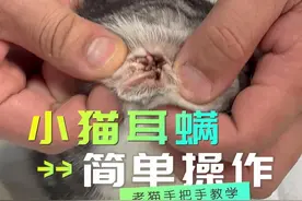 猫咪耳螨处理详细教程 #老猫说喵 #宠物护理 #宠物知识 #耳螨 #萌宠微笑