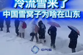 想看雪，不一定非要去东北 这暴风雪怎么能这么离谱！这画面不是西伯利亚，也不是东北雪乡，而是中国的雪窝子，山东的烟台和威海，为什么这里的暴雪会这么厉害？今年能去看雪吗？#雪窝子 #暴雪 #特大暴雪 #寒潮 #冷空气 @中国气象爱好者