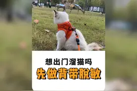 想要带猫出门，咱得先把背带脱敏做好了~#猫咪社会化