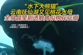 桃花水母被称为“水质检测员”，是一种对水质、水温要求非常高的淡水水母。