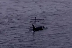 6月26日，虎鲸出现在大连长海海域！近年来，长海县海域生态环境持续向好，海水澄澈、资源丰饶，这片蔚蓝的“生态家园”正吸引着越来越多海洋“贵客”的回归与驻足。#大连视频封面