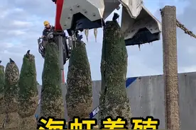 海边的木桩，用来养殖海虹！ #海虹 #科普 #涨知识视频封面